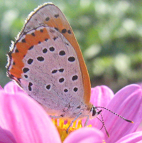 Papillon de jour: Lycaenidae, Lycaena hyllus (nom commun: Bronz)